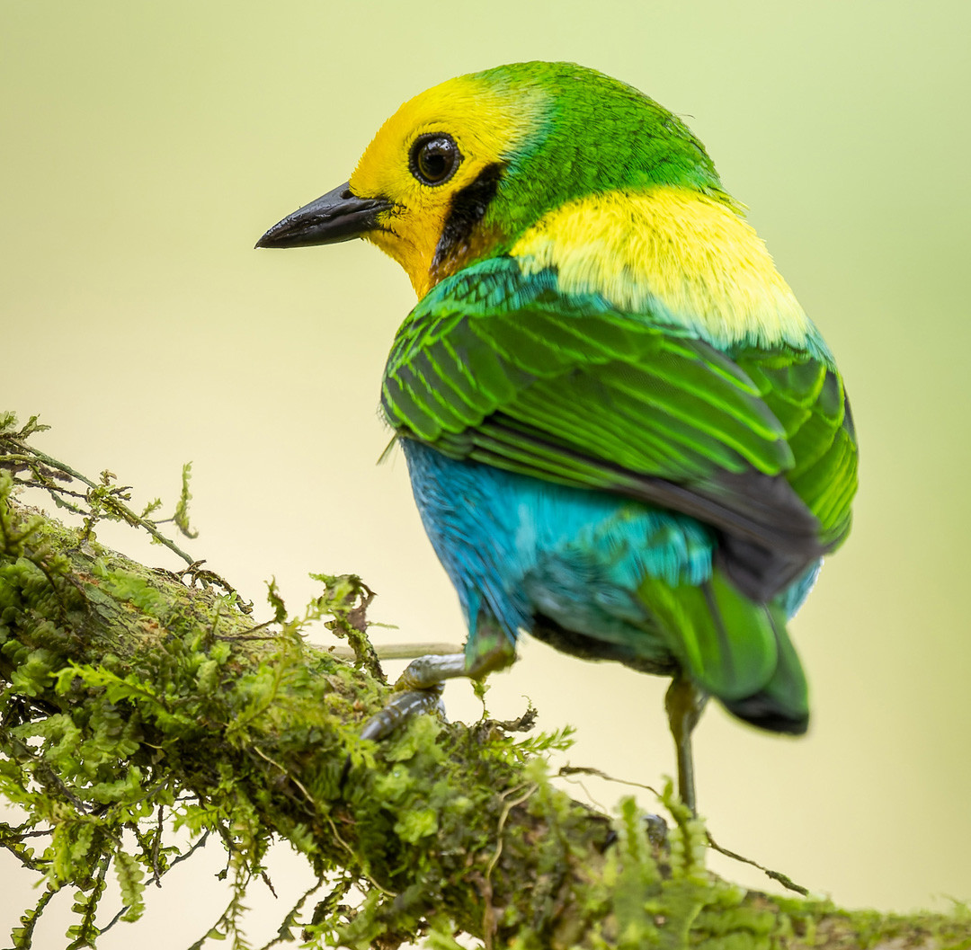 image Multicolored Tanager